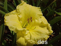 10 Daylilies Live Plants - Emperor's Choice Bright Ruffled Fragrant Daylily (Hemerocallis)