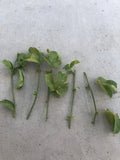 Passion Fruit Cuttings | 5 Fresh Passiflora Edulis Vine Plant Cuttings | No Root