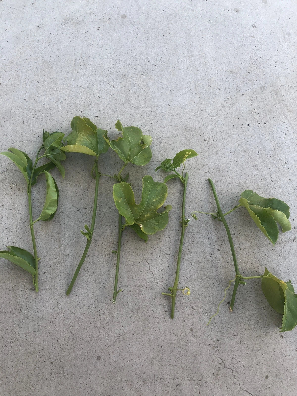 Passion Fruit Cuttings | 5 Fresh Passiflora Edulis Vine Plant Cuttings | No Root
