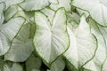 Caladium Bulb for Planting - White, Easy Growing Indoor/Outdoor Plants - Caladium bicolor