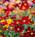 Dwarf Coreopsis Wildflower Seeds - 2000+ Perennial Planting Seeds, Coreopsis tinctoria