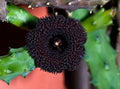 Huernia pendurata Plant in 3.5" Pot | Rooted Succulent | Unique Starfish Flower Variety