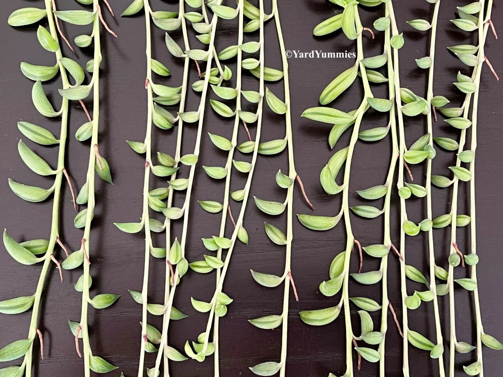 String of Bananas Succulent Cuttings - Unrooted Propagation Cuttings - Senecio radicans - 6 Pieces