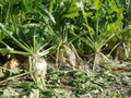 Sugar Beet Seeds - Heirloom Non-GMO Garden Seeds - Beta vulgaris - Tracking Included