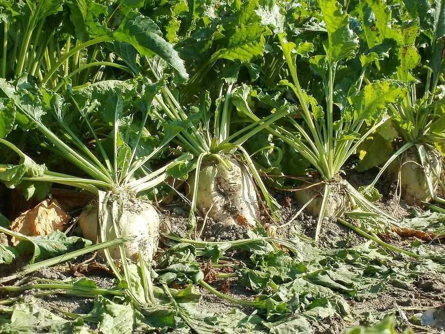 Sugar Beet Seeds - Heirloom Non-GMO Garden Seeds - Beta vulgaris - Tracking Included