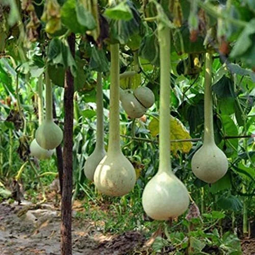 Dipper Gourd Seeds - 10 Pack - Unique Shaped Gourds - Lagenaria siceraria
