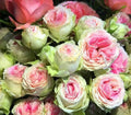 Pink Green Rose Seeds - 10 Perennial Flower Seeds for Bush Shrub - Rosa spp. - US Seller