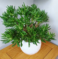 Skinny Fingers Jade Cuttings or Rooted Plants, Multiple Branches, Crassula Ovata