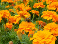 Cresta Orange Marigold Seeds - 25+ Pack - Garden Planting - Tagetes erecta - USA