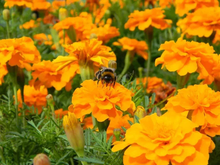 Cresta Orange Marigold Seeds - 25+ Pack - Garden Planting - Tagetes erecta - USA