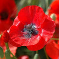 Red Corn Poppy Seeds - 200+ Pack for Garden Planting - Papaver rhoeas - USA Grown, Free Shipping