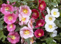 Hollyhock Seeds - Single Mix - 25 Fresh Seeds - Alcea rosea - Free Shipping