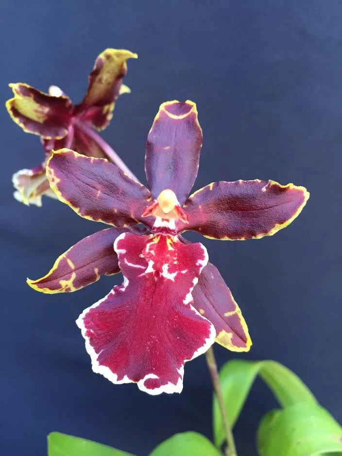 Oncostele Wildcat 'Bobcat' Orchid Plant 2.5" Pot Oncidium Type
