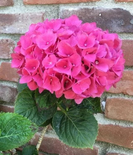 Pink Hydrangea Seeds - 5 Perennial Flower Seeds for Garden - Hydrangea macrophylla - US Seller