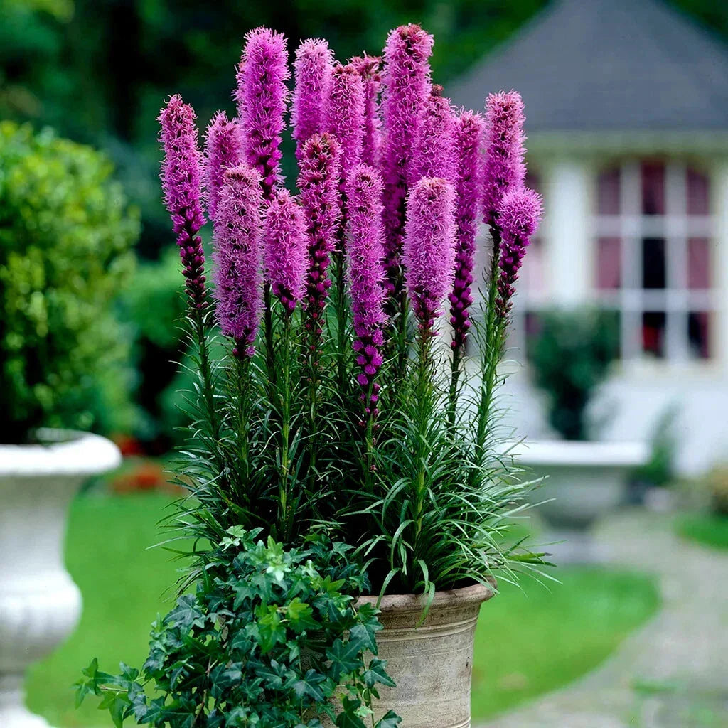 Purple Blazing Star Flower Seeds - 50 Count - Liatris spicata - Cold Hardy Butterfly Plant