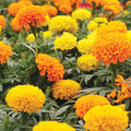 CrackerJack Mix Marigold Seeds | Heirloom Flower Seeds | Tagetes erecta | Non-GMO