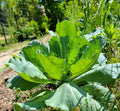 Organic Collard Greens Seeds - 25 Seeds - Florida Grown Southern Garden Vegetable - Brassica oleracea