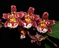 Oncostele Eye Candy 'Pinkie' Orchid Plant 2.5" Pot Oncidium Type