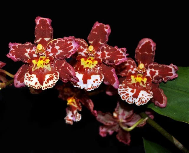 Oncostele Eye Candy 'Pinkie' Orchid Plant 2.5" Pot Oncidium Type