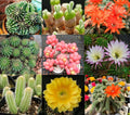 Echinopsis Cactus Seeds Mix - 50+ Varieties - Colorful Flowers - Echinopsis spp. - Ships from Iowa