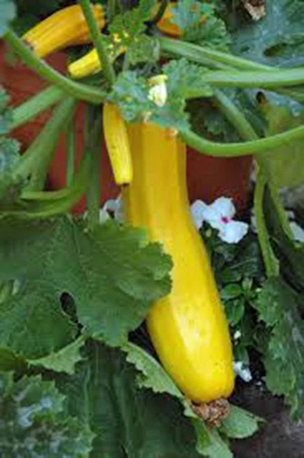 Squash Seed 500 Seeds Early Prolific Straight Neck Squash Heirloom Cucurbita pepo