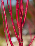 Red Dogwood Cuttings - 2 Pack, No Roots, Easy to Grow, Vibrant Red Bark, Cornus florida