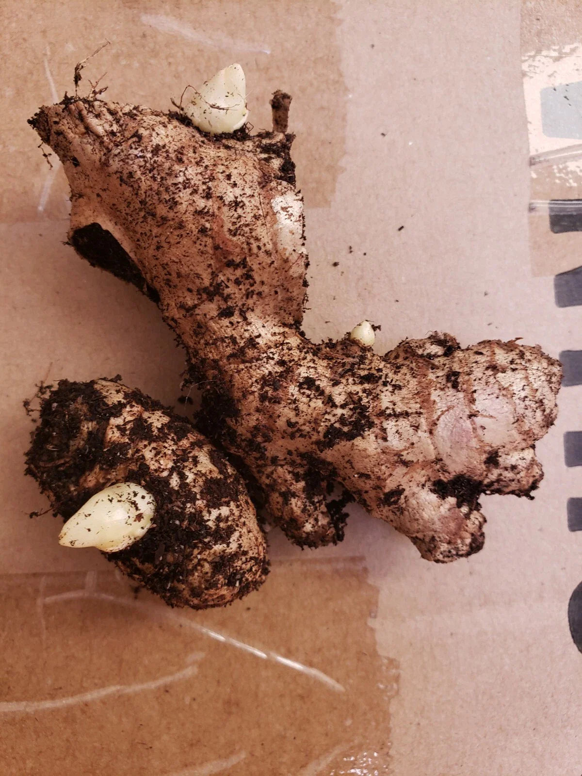 Fresh Organic Live Ginger Roots for Planting (2 pcs) - Zingiber officinale - Edible Gardening, Sub-Tropical & Tropical Climate