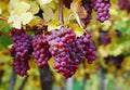 Gewurztraminer Grape Vine Cuttings - 3 Rootless Cuttings - Vitis vinifera - Ideal for Wine Making and Home Gardens