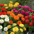 Zinnia Seeds Mix - 100+ Pack - Preciosa Colorful Blend - Ideal for Garden Planting - Zinnia elegans