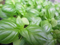 Sweet Genovese Basil Seeds - Heirloom Variety - 25+ Seeds for Home Garden - Aromatic Herb for Cooking (Ocimum basilicum)