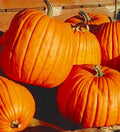 Halloween Jack'O Lantern Pumpkin Seeds - 10 Non-GMO Seeds - Ideal for Carving - Cucurbita pepo