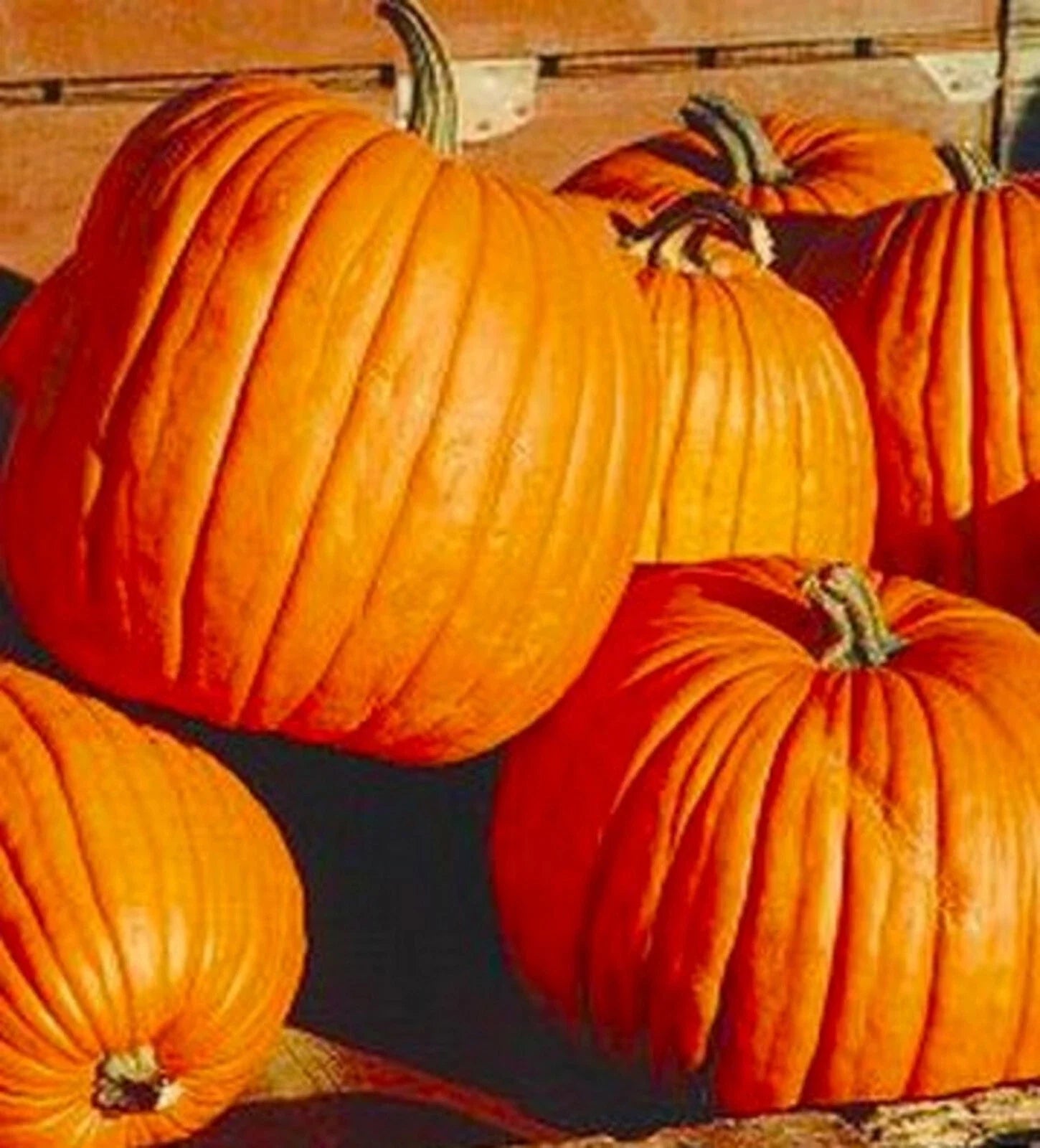 Halloween Jack'O Lantern Pumpkin Seeds - 10 Non-GMO Seeds - Ideal for Carving - Cucurbita pepo