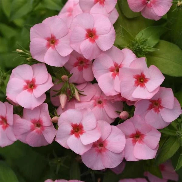 Gisele Light Pink Phlox Seeds - 100+ Count for Garden Planting - Phlox paniculata - USA