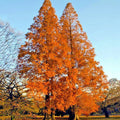Dawn Redwood Tree Seeds - Metasequoia glyptostroboides - Fast Growing Hardy Bonsai Plant