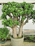 Crassula Ovata Succulent Plant - 2in Pot - Fully Rooted Live Jade Plant - Low Maintenance