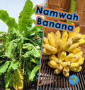 Namwah Banana Live Plant - Cold Hardy Edible Variety - Pisang Awak - Fast Growing Tropical Fruit Plant
