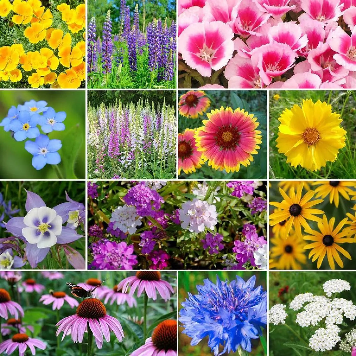 Deer Resistant Wildflower Seed Mix, 13 Species, Multi-Color, Native Wildflowers (Various Sizes)