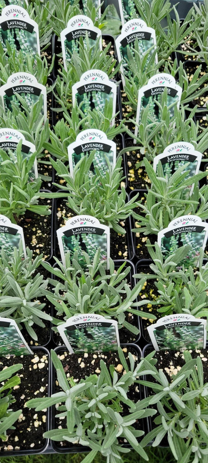 Lavender Plant 4" Pot Exceptional Varietal Lavandula X Intermedia Healthy Well-rooted