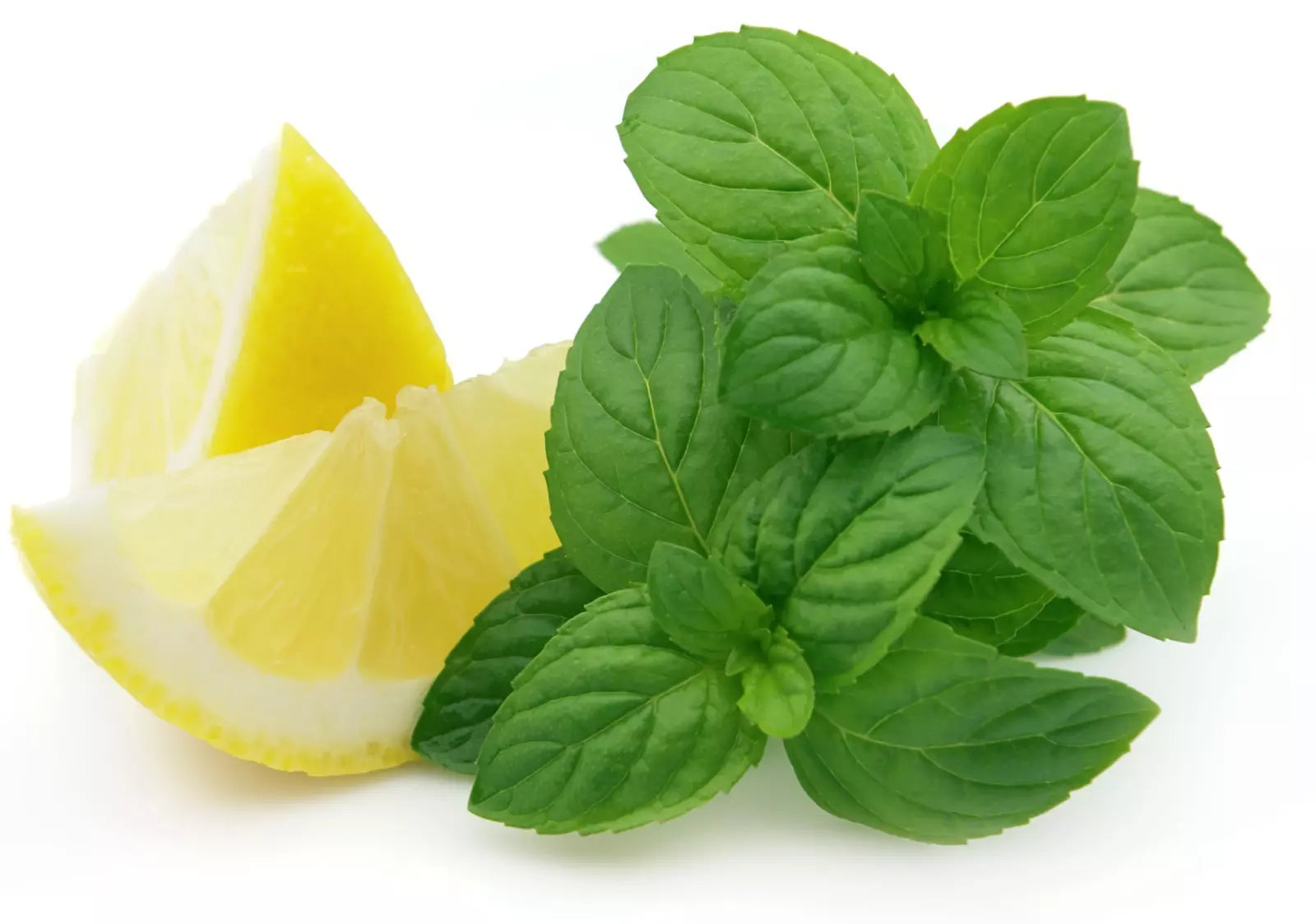 Lemon Mint Seeds - 500+ Heirloom Organic Lemon Bee Balm - NON-GMO - Aromatic Herb Seeds for Gardens - Monarda citriodora