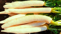 Miyashige Radish Seeds - 500+ Seeds for Garden Planting - Raphanus sativus - USA Grown