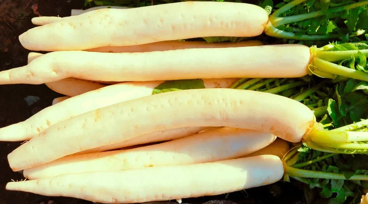 Miyashige Radish Seeds - 500+ Seeds for Garden Planting - Raphanus sativus - USA Grown