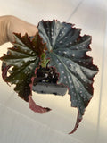 Fannie Moser Begonia Live Houseplant - Dark Leaves - Uncommon Rare Plant - Rooted, Bare Root, Exotic Indoor Plant