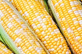 Sweet Corn Seeds - Solstice Variety - Fresh Seed for Planting - Zea mays
