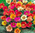 Moss Rose Seeds - 100 Bright Mix Perennial Flower Seeds - Portulaca grandiflora - USA Seller
