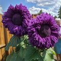Purple Giant Teddy Bear Sunflower Seeds - 50pcs for Enchanting Garden Borders - Helianthus annuus