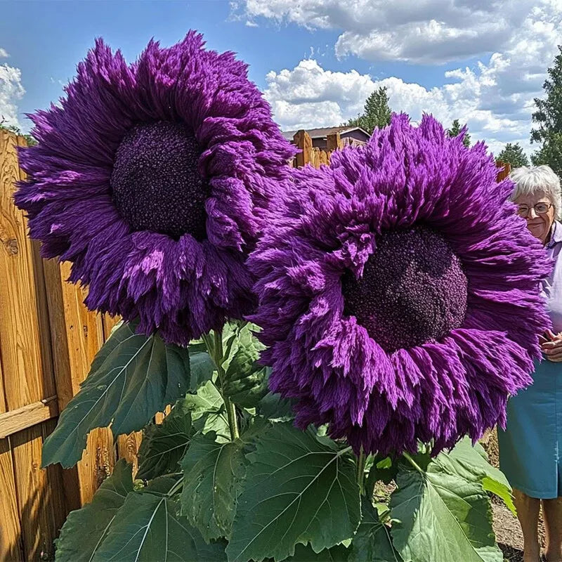 Purple Giant Teddy Bear Sunflower Seeds - 50pcs for Enchanting Garden Borders - Helianthus annuus
