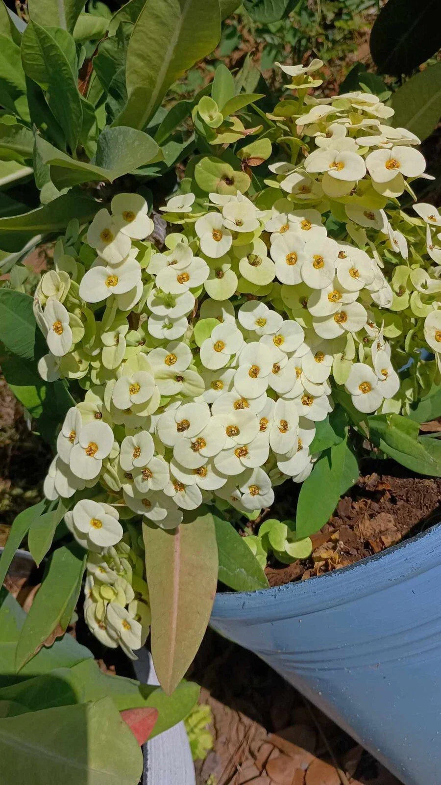 White Crown of Thorns Cutting (1 Count) - Yellow Center - Euphorbia milli