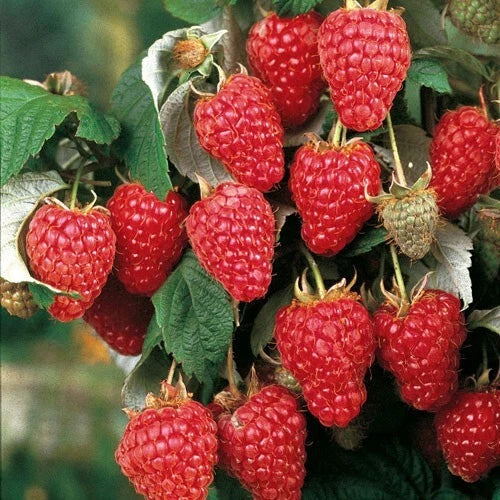 Large Heritage Raspberry Plant | Well-Rooted, Mature 3+ Years | Rubus idaeus