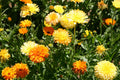 Calendula Seeds 50 Pack - Pacific Beauty Mix - Calendula officinalis