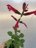 Salvia Plant 3" Pot Roman Red Low Maintenance Pollinator Magnet Salvia greggii